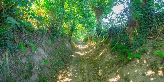 Un sentier étroit bordé de végétation luxuriante, chemin creux