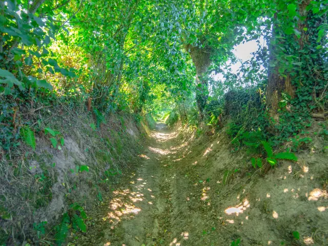 A narrow path bordered by lush vegetation