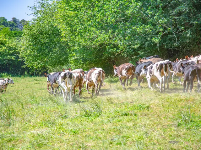 Un troupeau de vaches en pâturage dans un champ vert