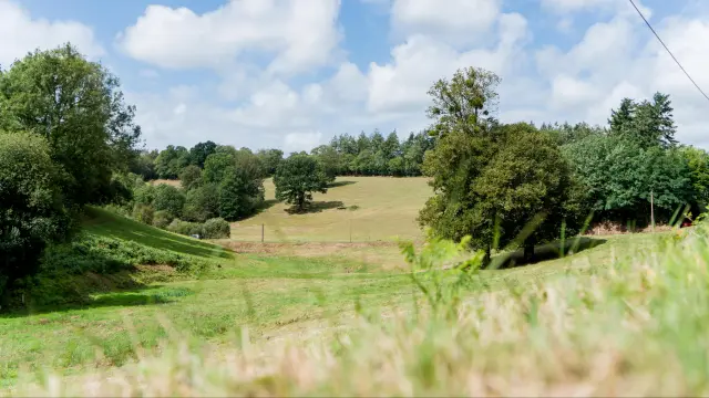 A green field with trees and a blue sky dotted with white clouds