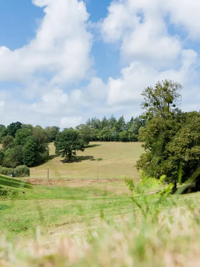 A green field with trees and a blue sky dotted with white clouds