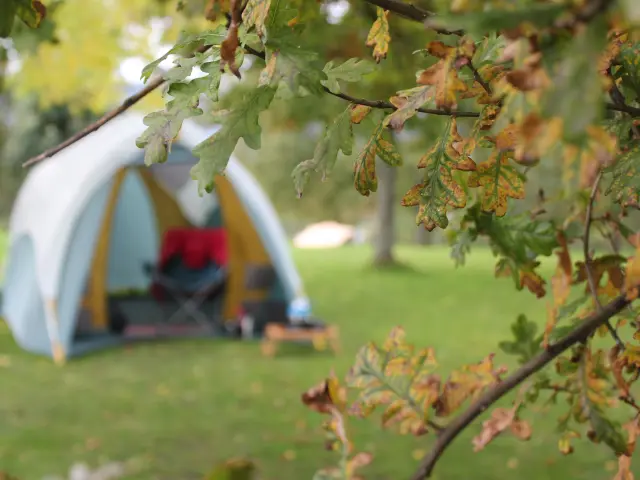 Tente de camping installée dans une zone herbeuse avec des feuilles d'arbre en premier plan