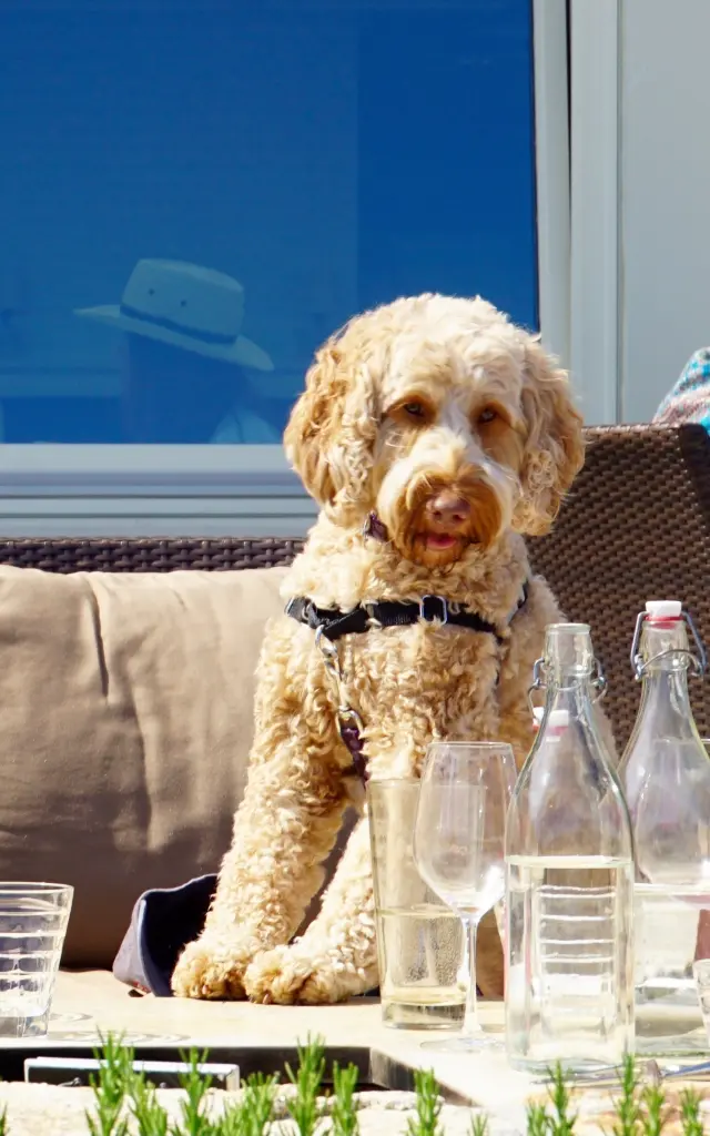 Un chien assis sur un canapé extérieur avec des verres et des bouteilles sur la table