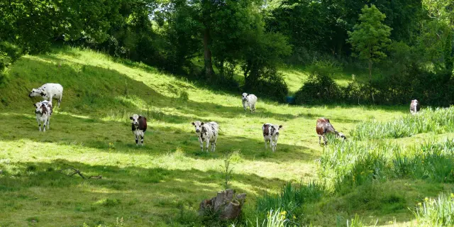 A group of cows grazing in a green field