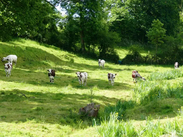 Eine Gruppe von Kühen, die auf einer grünen Wiese grasen