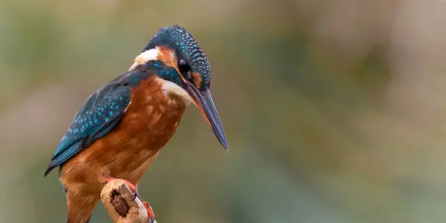 Un Martin-pêcheur perché sur une branche