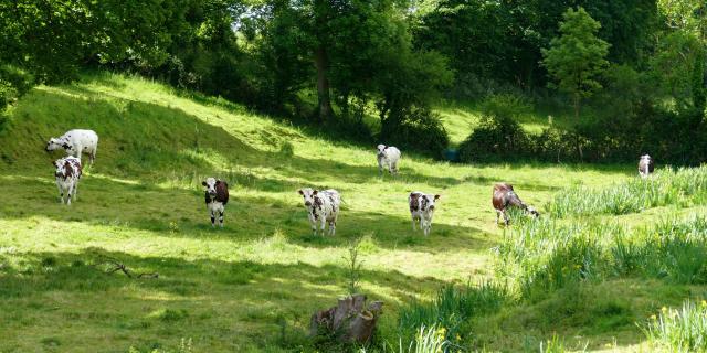 Vaches dans le bocage