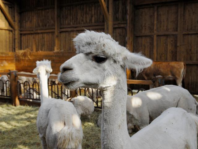 Un alpaga blanc dans un enclos en bois avec d'autres animaux