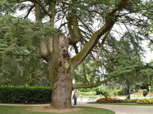 Cèdre du Liban au jardin des plantes de Coutances