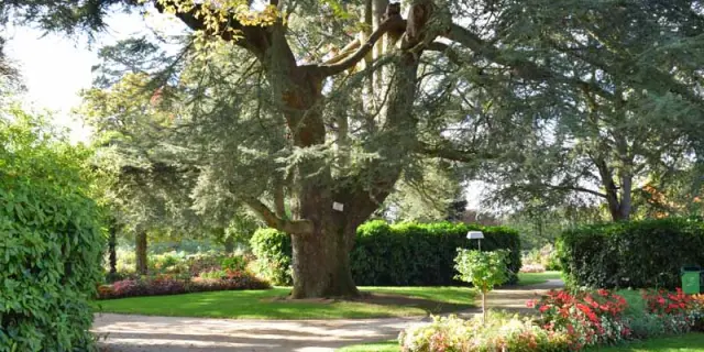 Cedre du Liban avec des branches étendues dans le jardin des plantes de Coutances