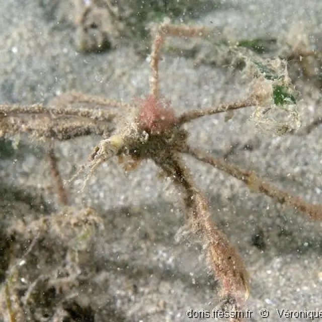 Macropodia rostrata