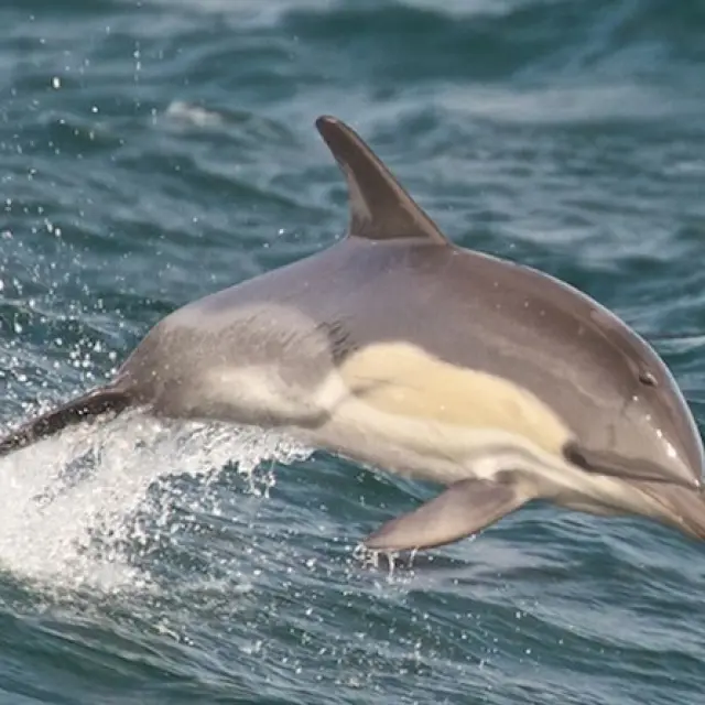 Un dauphin gris et blanc saute hors de l'eau