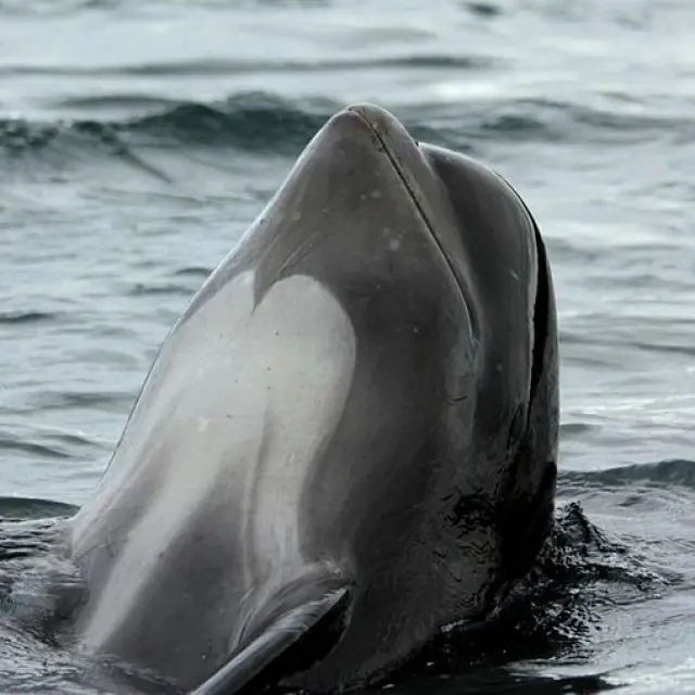 Un dauphin gris avec une tache blanche distinctive sur le front sort de l'eau