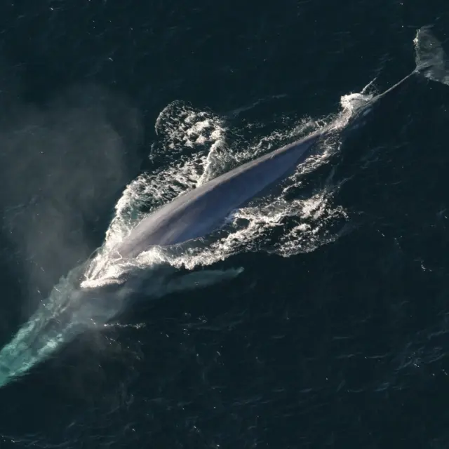 Baleine bleue nageant dans l'océan avec sa queue visible