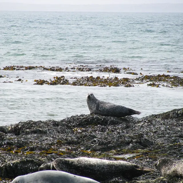 Un phoque repose sur des rochers près de la mer