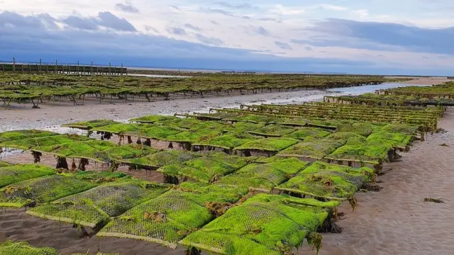parcs à huîtres à Agon-Coutainville