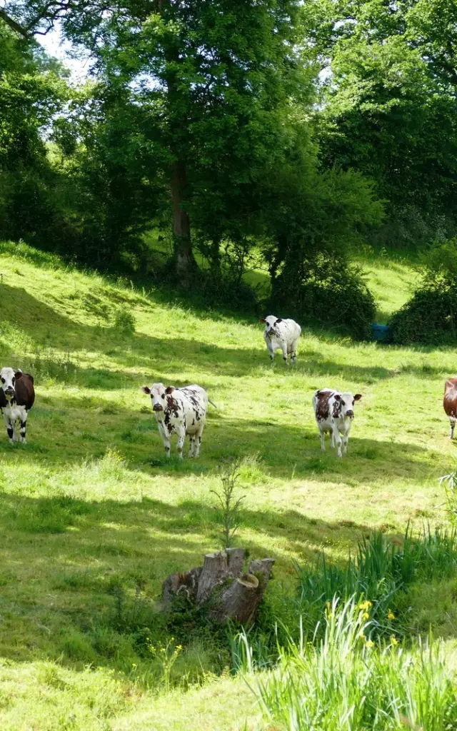 Un groupe de vaches en pâturage dans un champ vert dans le bocage
