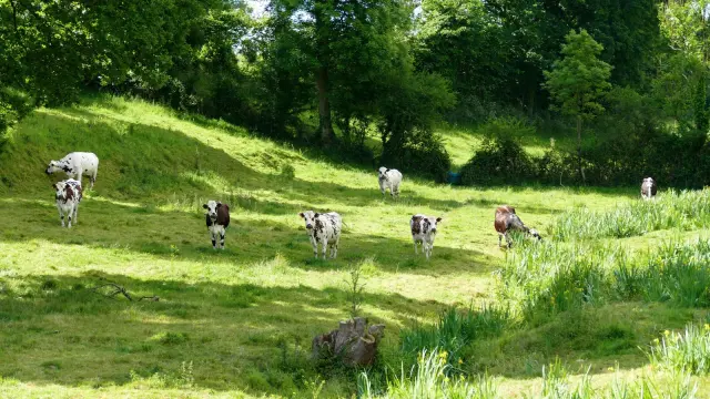 A group of cows grazing in a green field