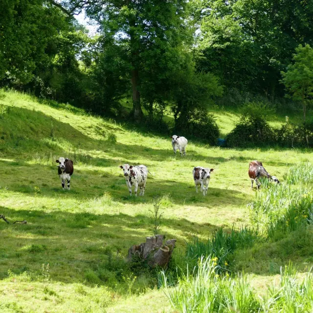Un groupe de vaches en pâturage dans un champ vert dans le bocage