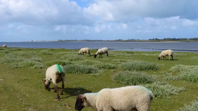 Sheep grazing in a field near a body of water