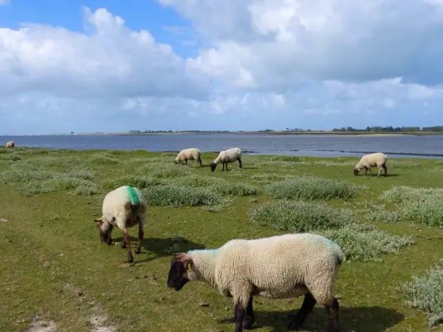 Schafe weiden auf einer Wiese in der Nähe eines Gewässers