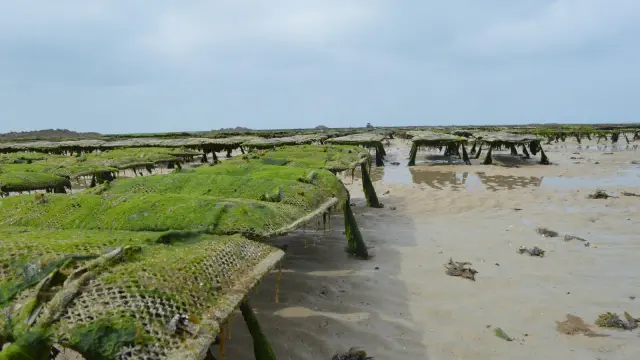 Old wooden structures partially covered with vegetation on a beach