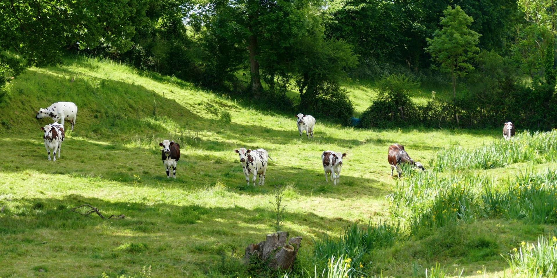A group of cows grazing in a green field