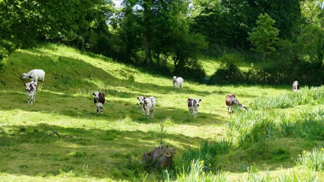 Un groupe de vaches en pâturage dans un champ vert dans le bocage