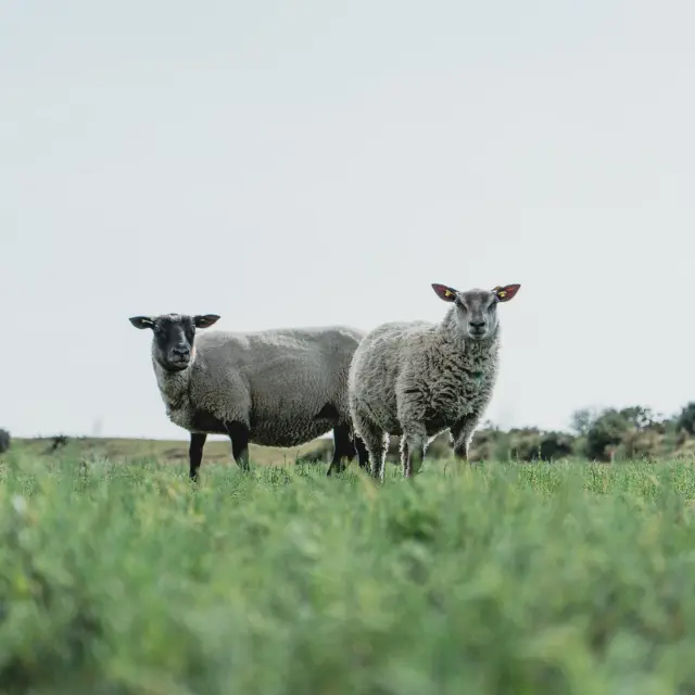 Zwei Schafe stehen auf einer grünen Wiese
