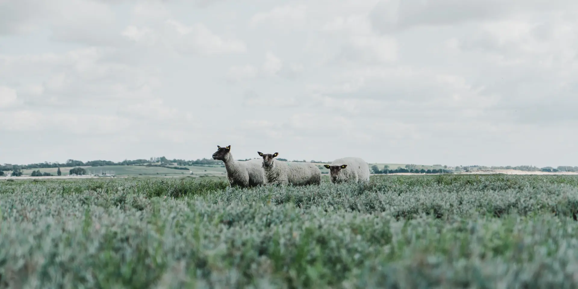 Drei Schafe auf einer grünen Wiese unter einem bewölkten Himmel
