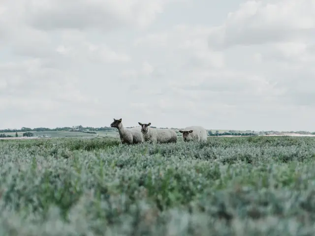 Drei Schafe auf einer grünen Wiese unter einem bewölkten Himmel