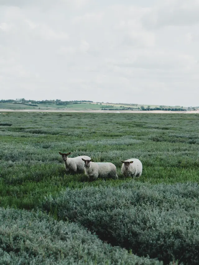 Trois moutons blancs de prés salés dans un champ vert à la pointe d'Agon