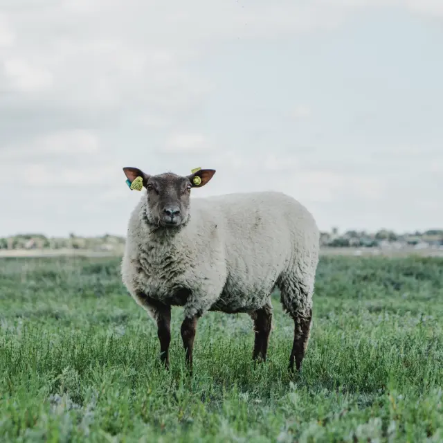 Ein Schaf mit gelben Markierungen an den Ohren, steht auf einer grünen Wiese
