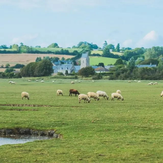 Moutons de pré salé à Regnéville sur mer dans le havre
