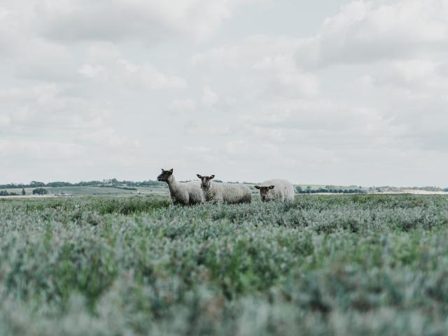Three sheep in a green field under a cloudy sky