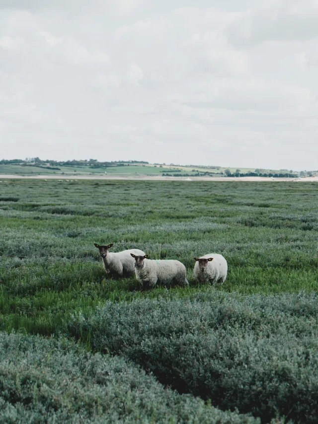 Three white sheep in a green field