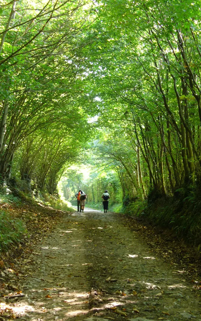 Deux randonneurs marchent sur un chemin de terre entouré d'arbres verts