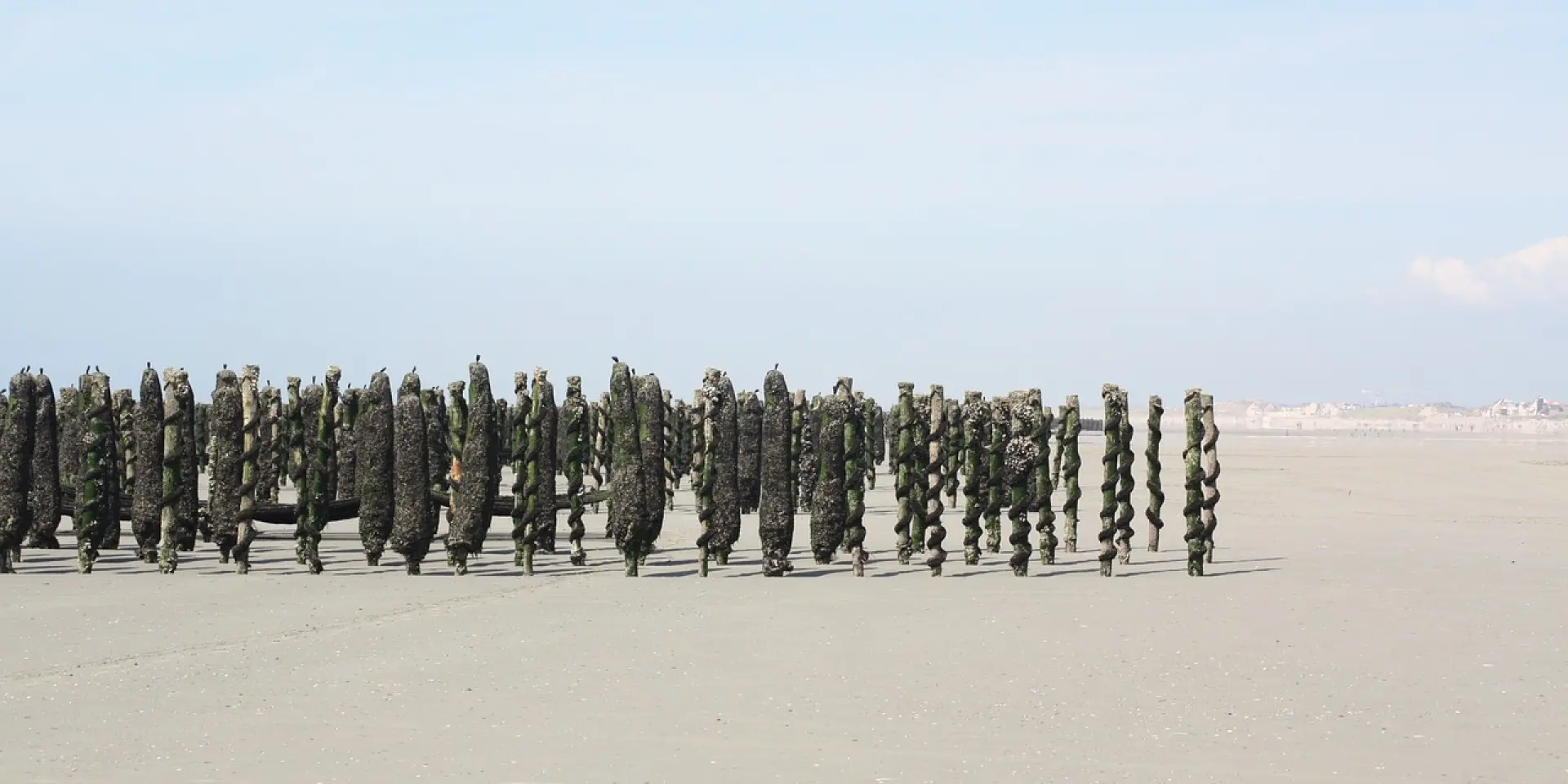 Bouchots à marée basse