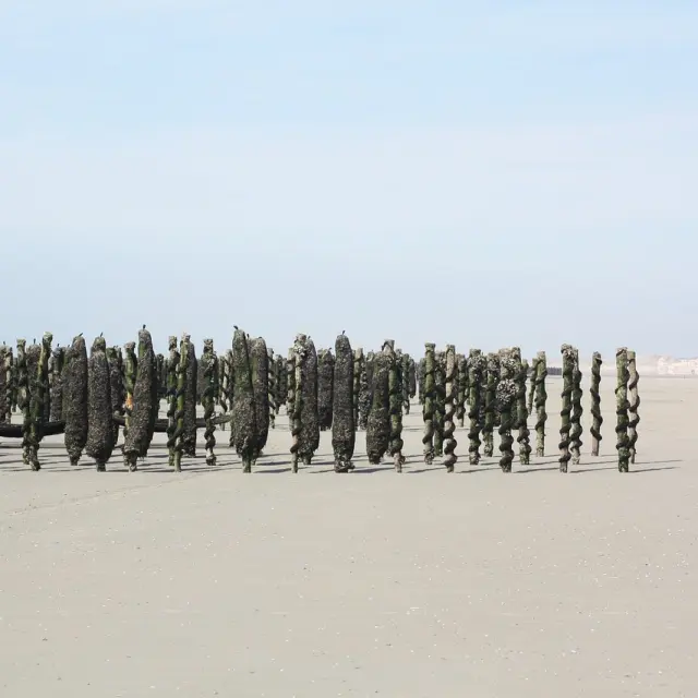 Bouchots à marée basse