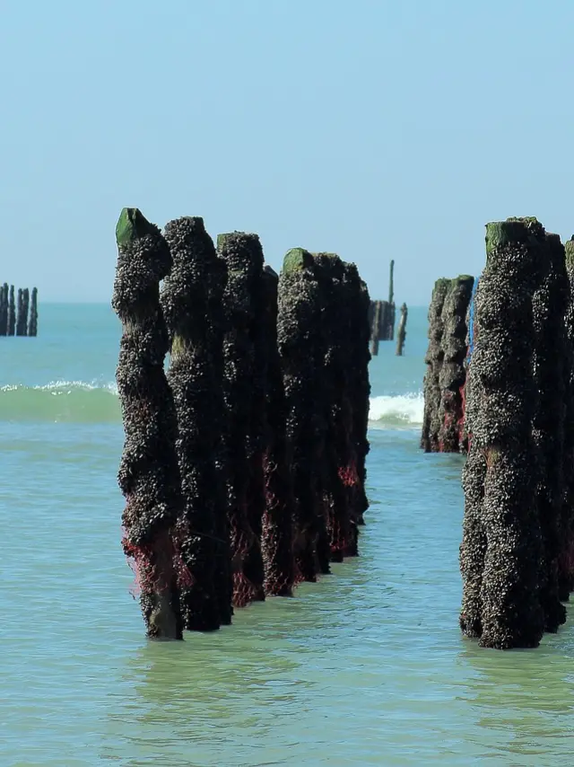 Bouchots et moules en mer
