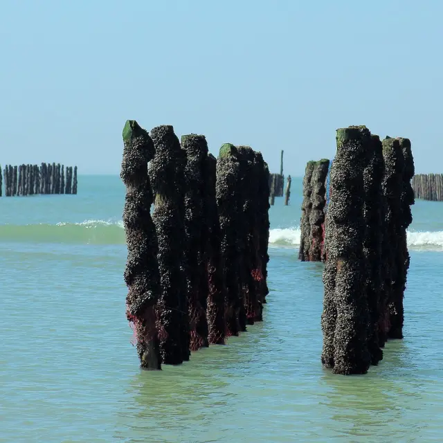 Bouchots et moules en mer