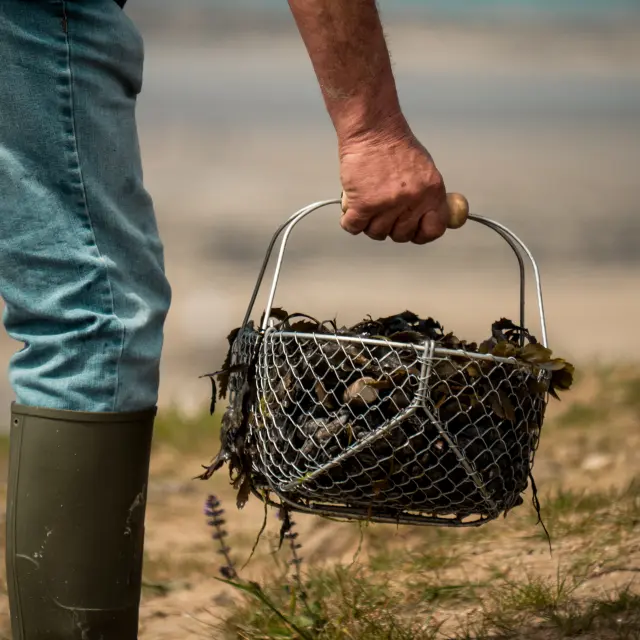 Une personne tenant un panier rempli de plantes marines et de moules