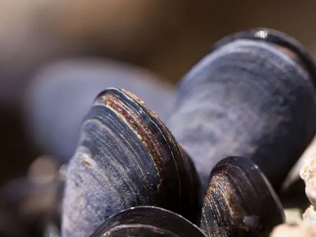 Moules en gros plan
