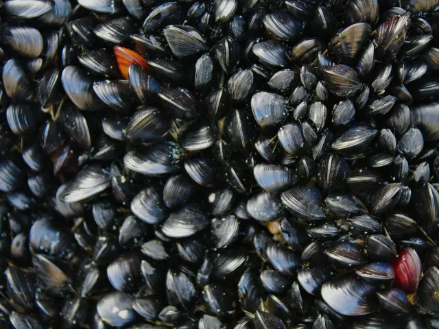 Moules accrochées aux rochers près de l'eau