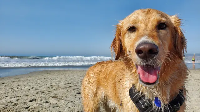 Un chien golden retriever souriant sur une plage de sable avec l'océan en arrière-plan