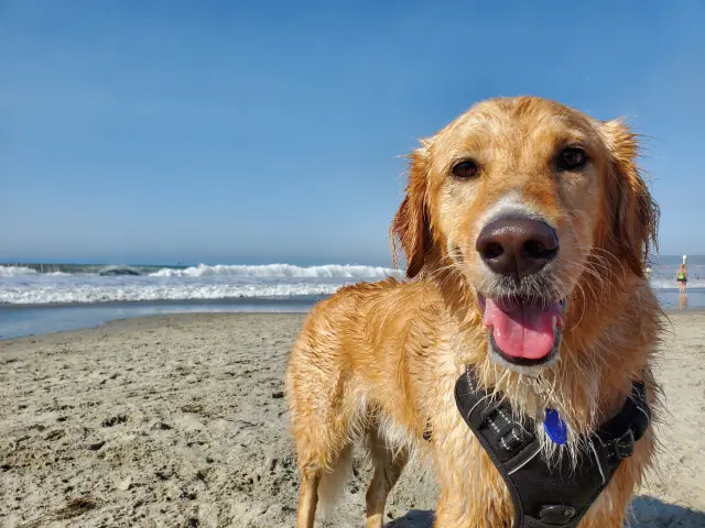 Un chien golden retriever souriant sur une plage de sable avec l'océan en arrière-plan