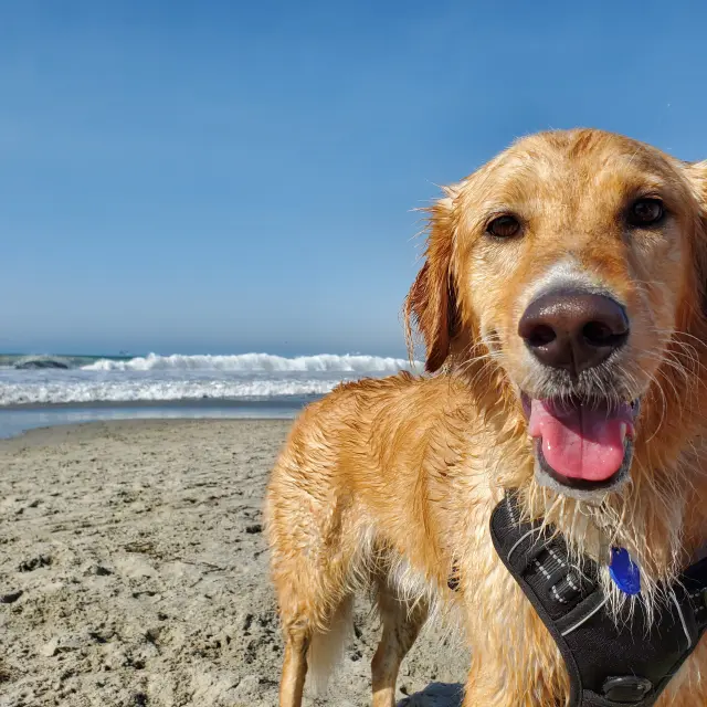 Un chien golden retriever souriant sur une plage de sable avec l'océan en arrière-plan