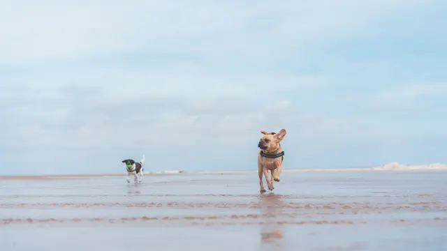 Deux chiens de races différentes courent sur une plage de sable