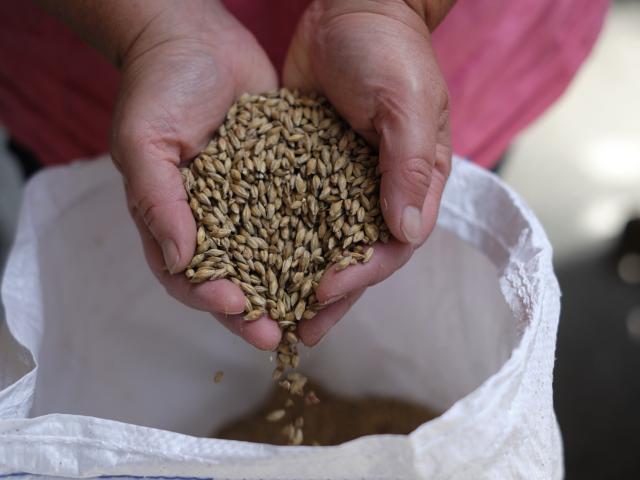 Mains tenant des graines de céréales au-dessus d'un sac blanc : Captain James et ses mousses