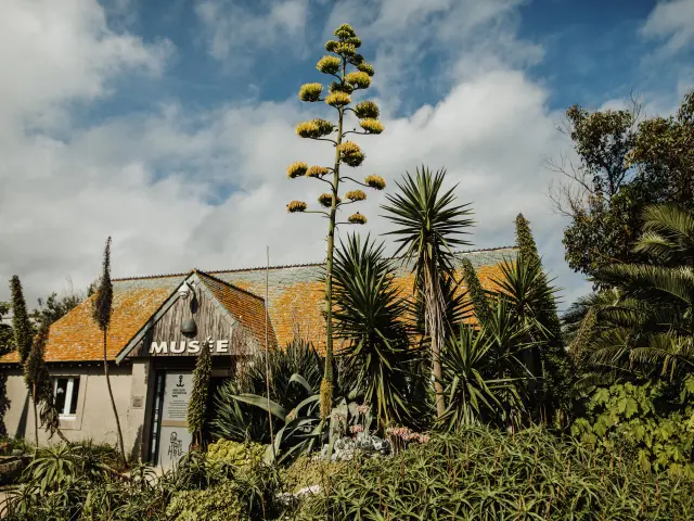 Musée avec un toit en tuiles et des plantes exotiques en premier plan à Tatihou